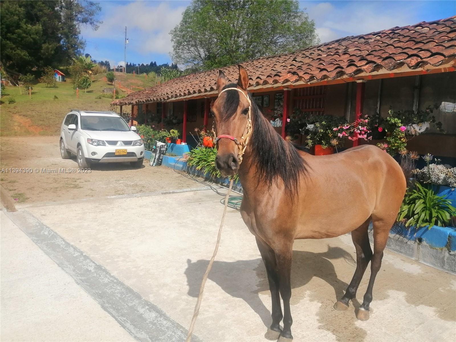 Stable
