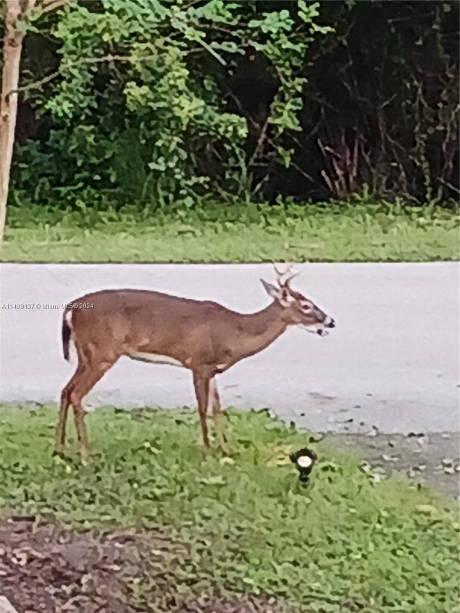 Deer
