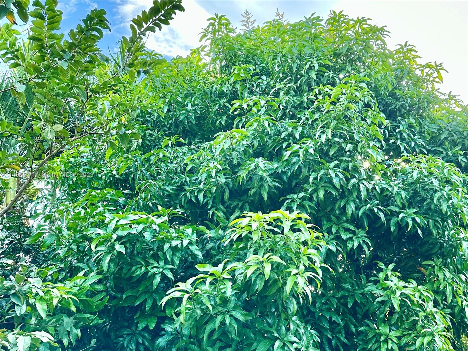 Mango