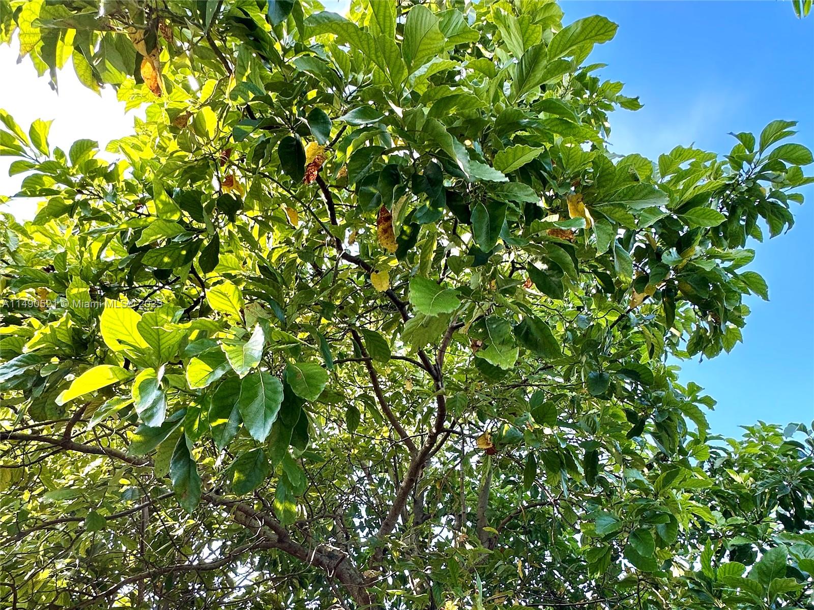 Avocado
