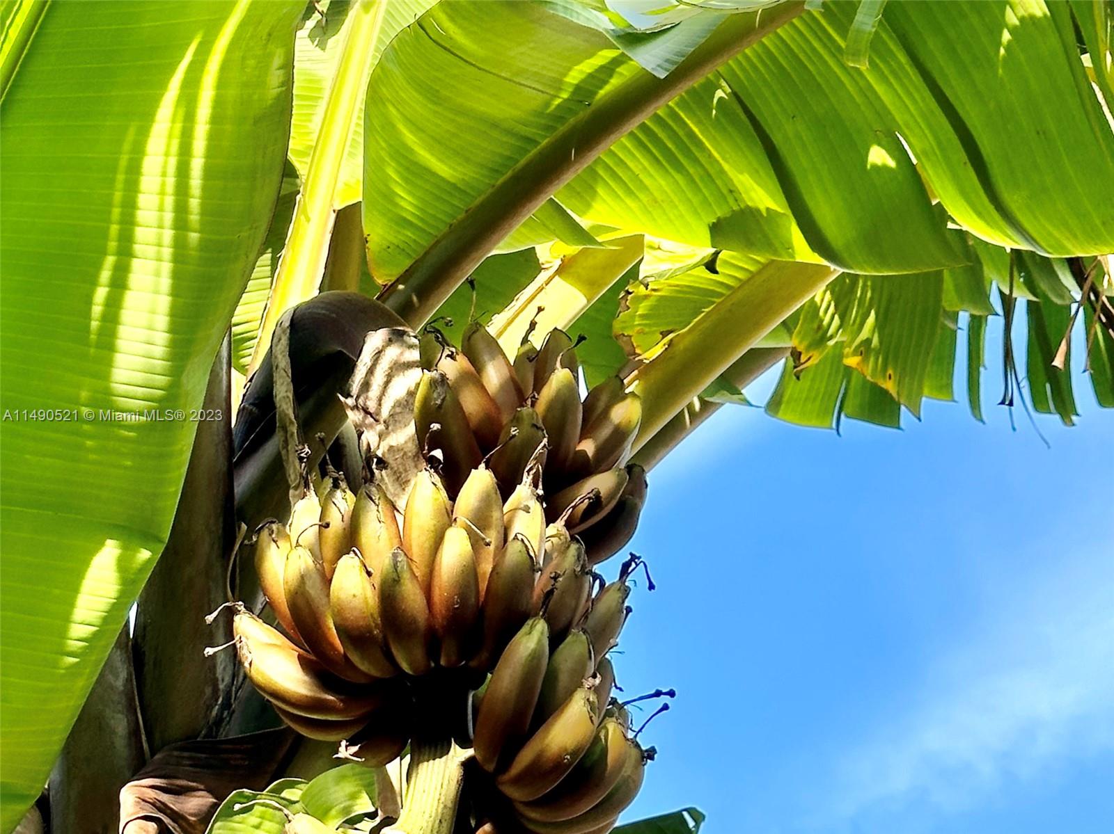 Bannana