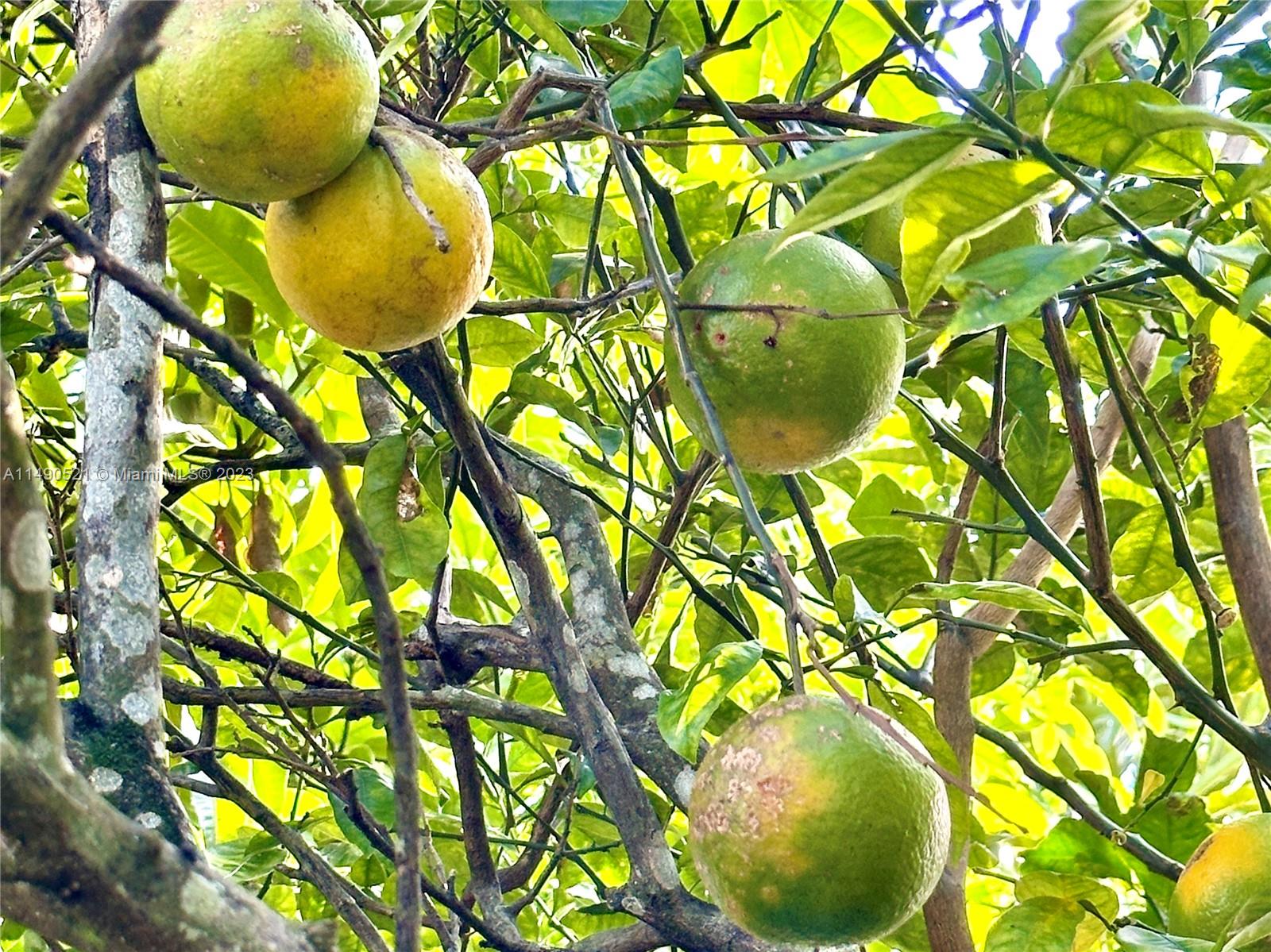 Sour Orange