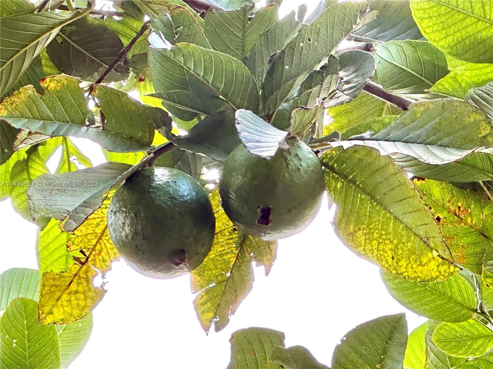 Guava