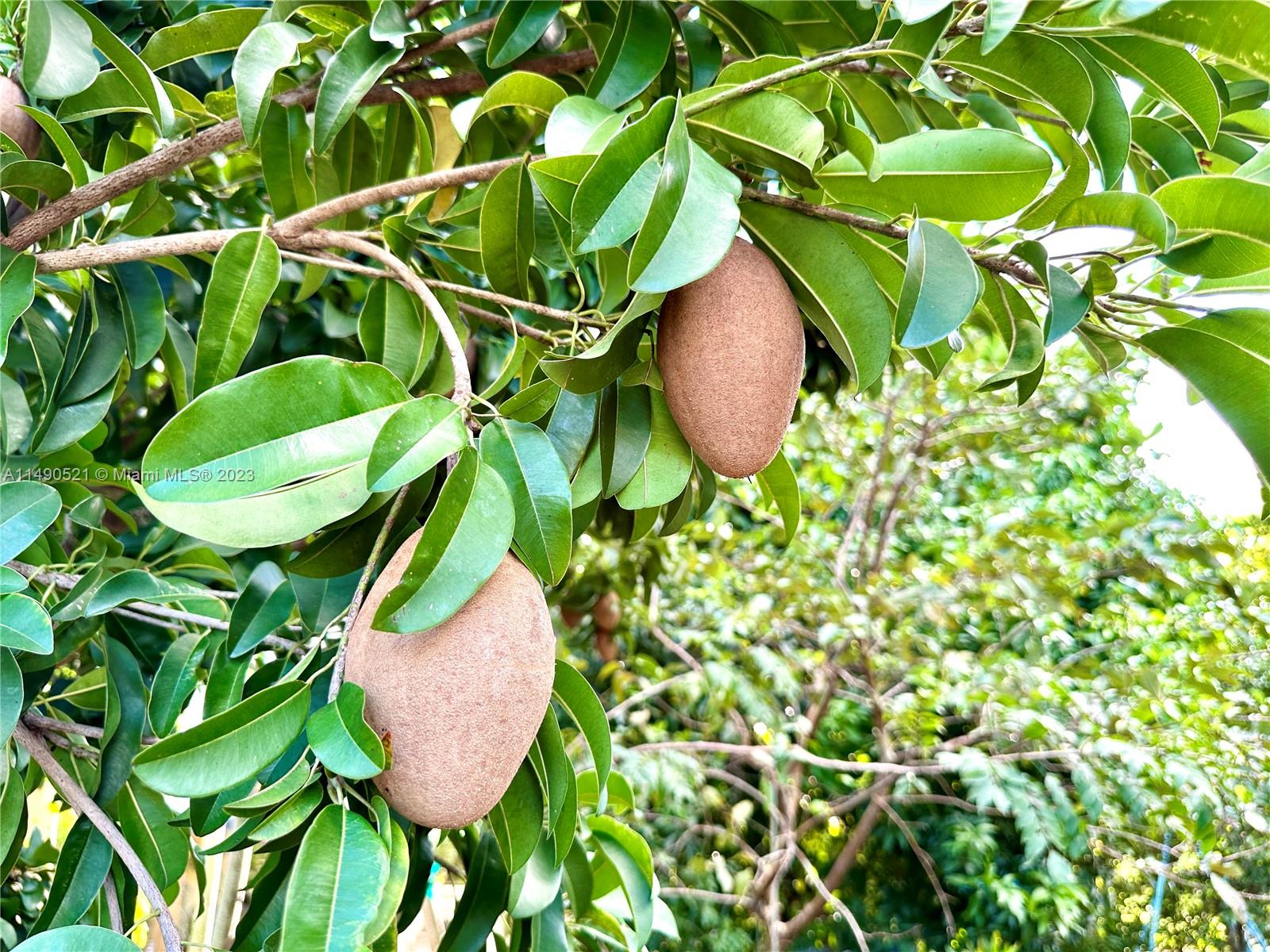 Mamey