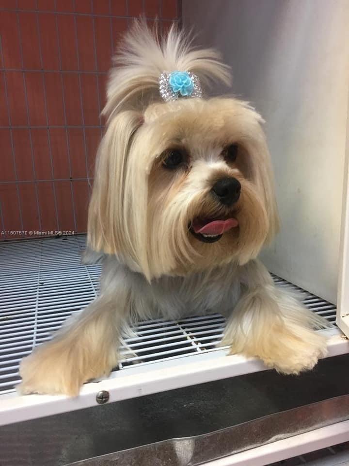 42 137, Miami, FL 33184, ,Commercial,For Sale,Pet Grooming,137,A11507570