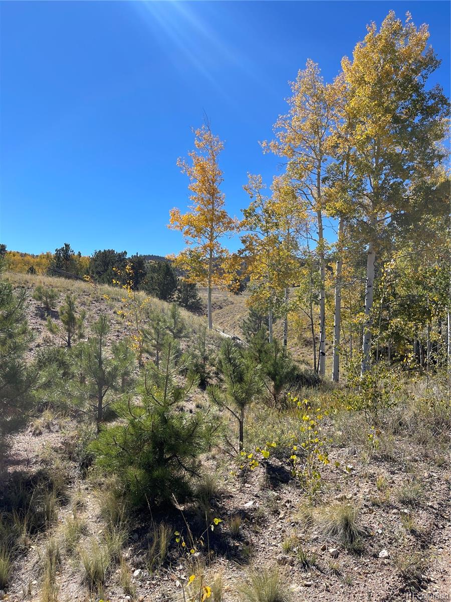 356 BOLSTER Drive, Hartsel, CO 80449, ,Land,For Sale,BOLSTER,REC1760992