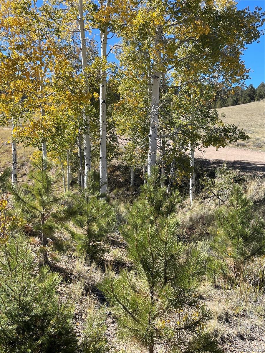 356 BOLSTER Drive, Hartsel, CO 80449, ,Land,For Sale,BOLSTER,REC1760992