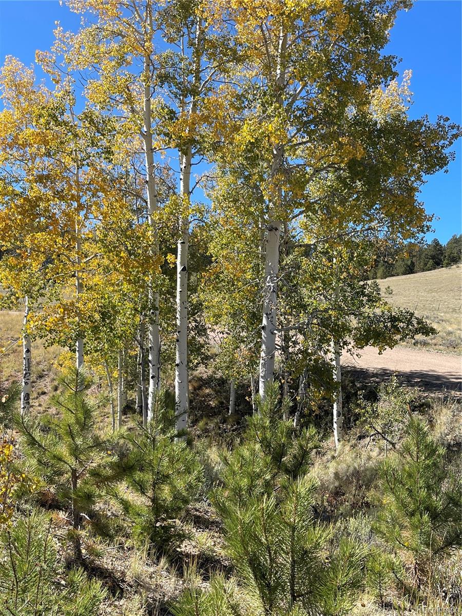 356 BOLSTER Drive, Hartsel, CO 80449, ,Land,For Sale,BOLSTER,REC1760992