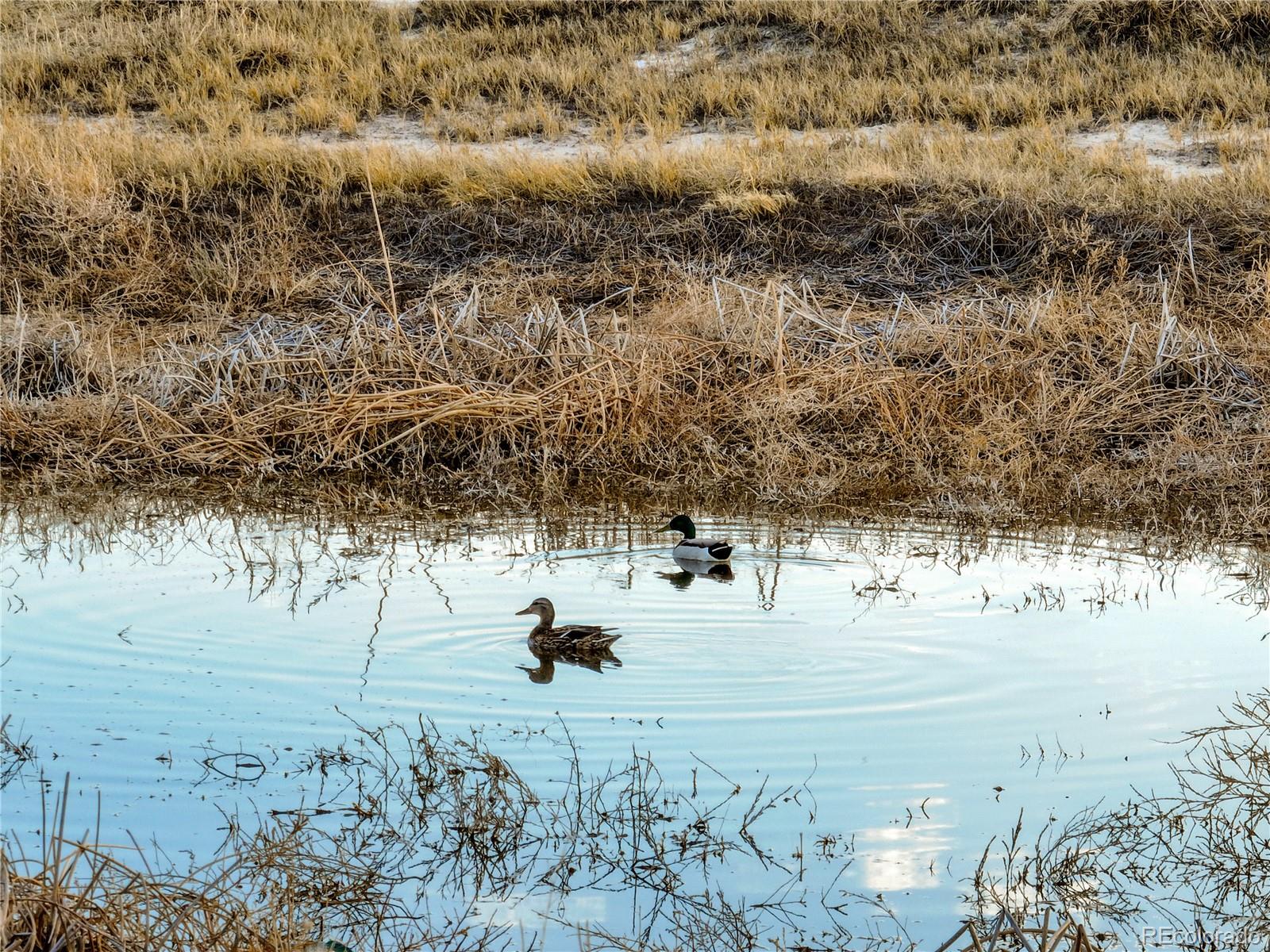 7950 N Peyton Highway, Peyton, CO 80831, ,Land,For Sale,Peyton,REC3829841