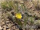 Lot 589 La Deora Boulevard, Walsenburg, CO 81089, ,Land,For Sale,La Deora,REC7823031