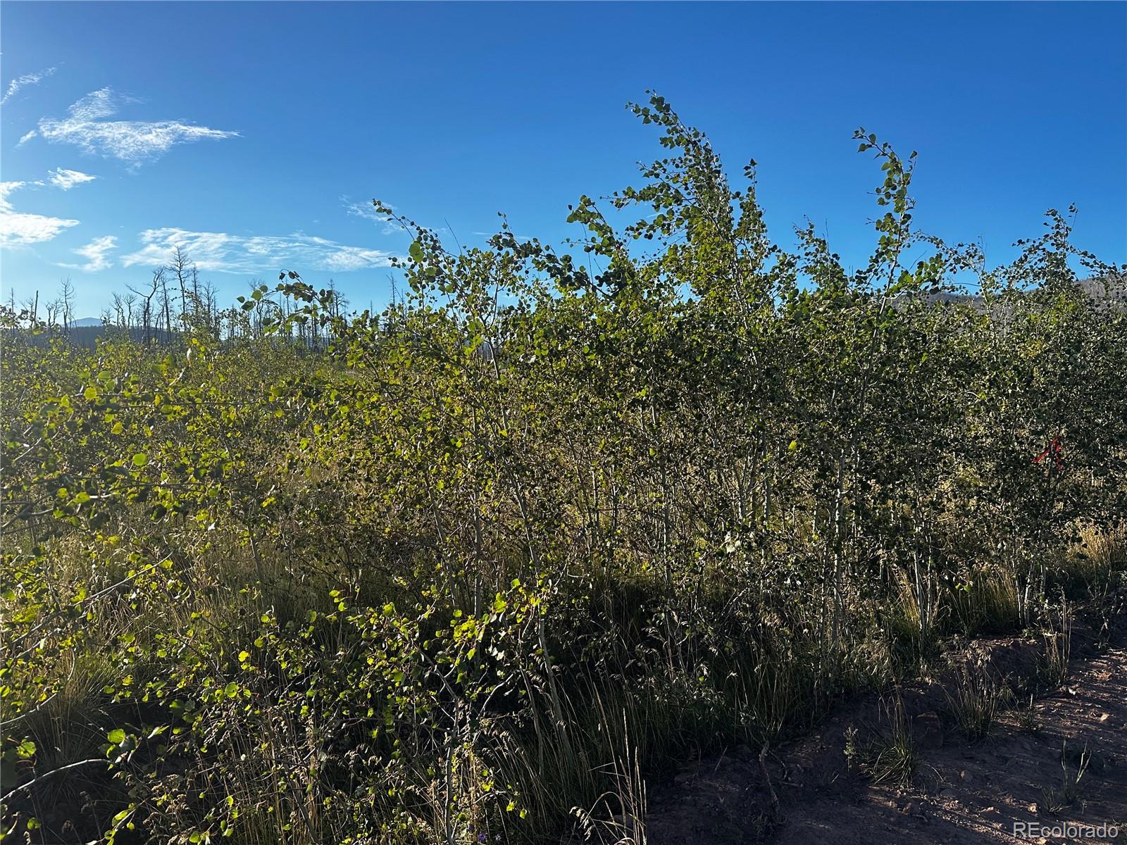 1312 Claytor Lane, Fort Garland, CO 81133, ,Land,For Sale,Claytor,REC9289608