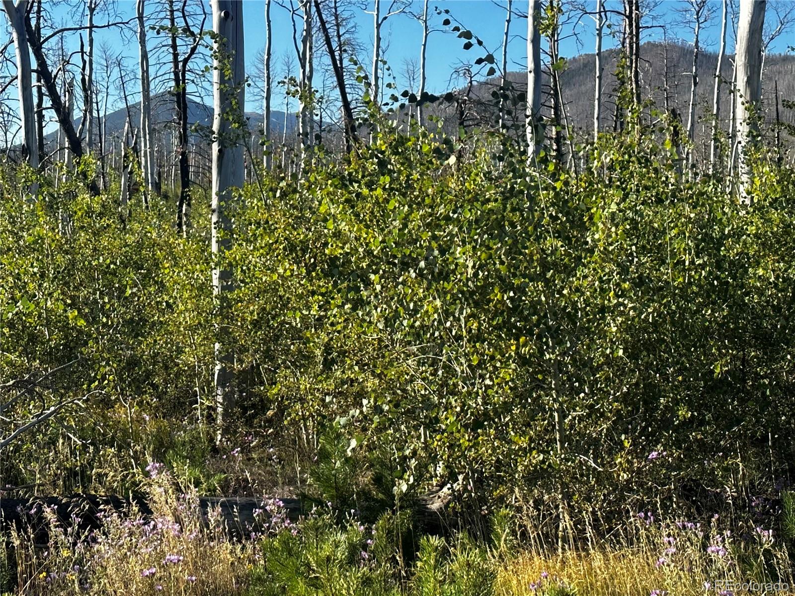 1310 Claytor Lane, Fort Garland, CO 81133, ,Land,For Sale,Claytor,REC3782734