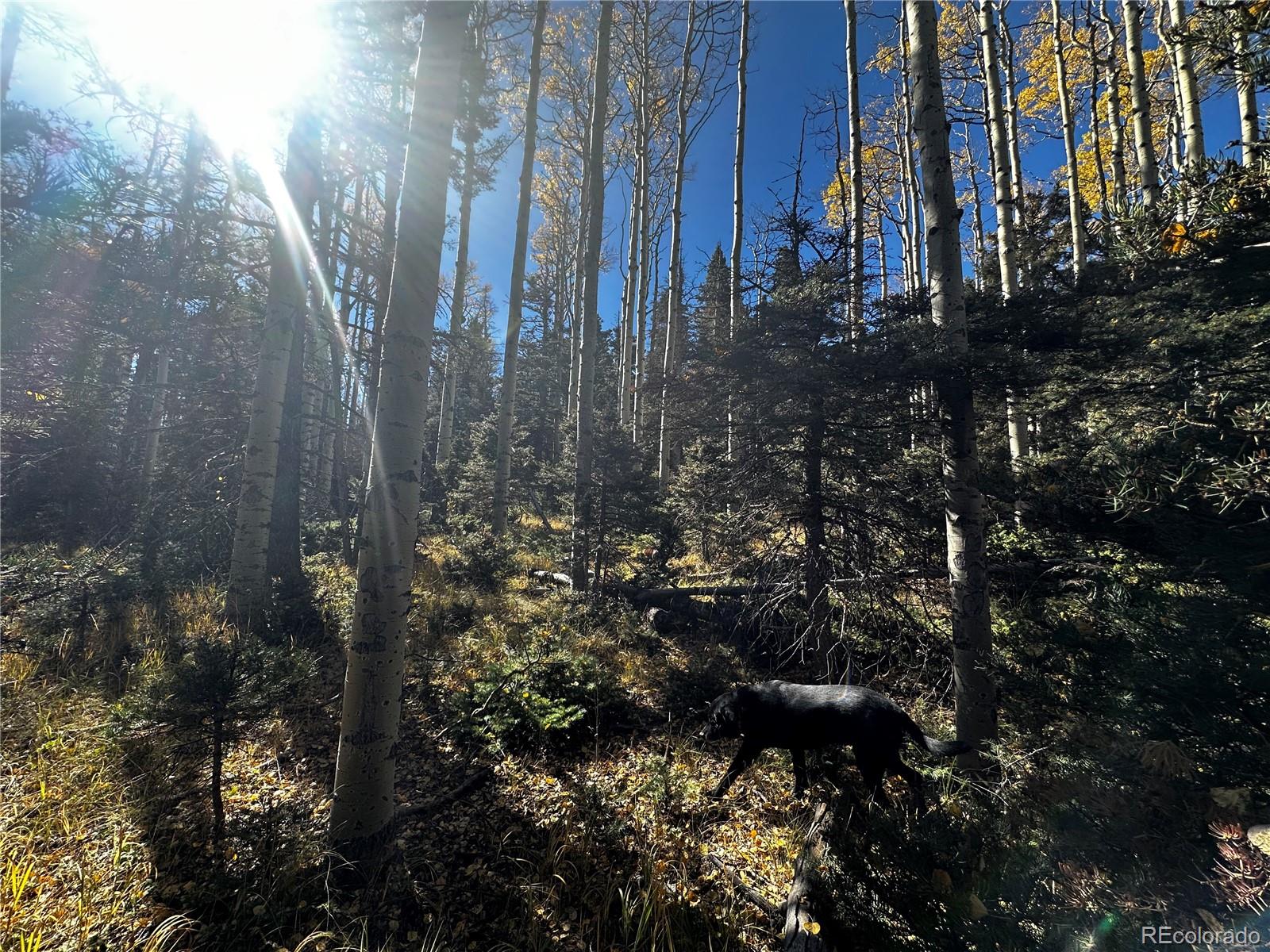 3076 Henderson Drive, Fort Garland, CO 81133, ,Land,For Sale,Henderson,REC7993797
