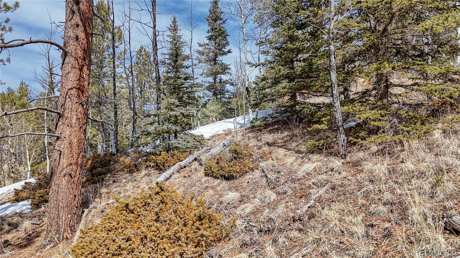 324 Pinewood Road, Florissant, CO 80816, ,Land,For Sale,Pinewood,REC3318567