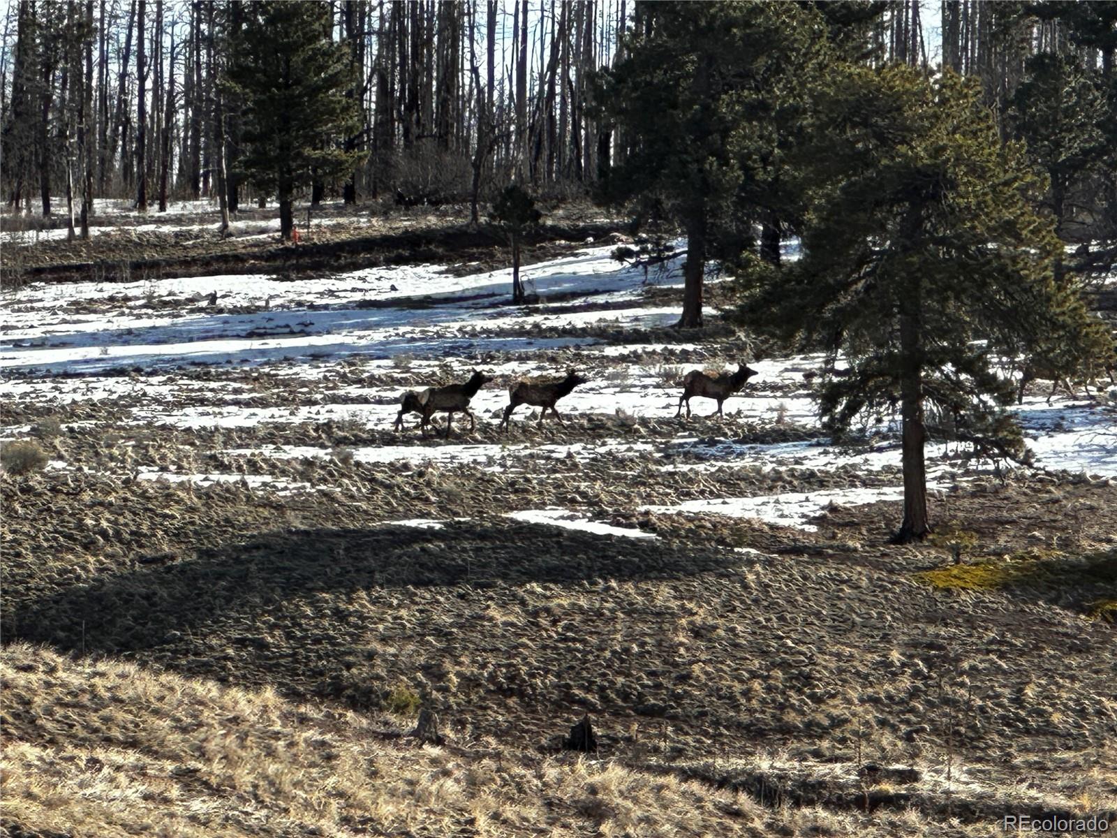 790 Duckworth Drive, Fort Garland, CO 81133, ,Land,For Sale,Duckworth,REC3437378