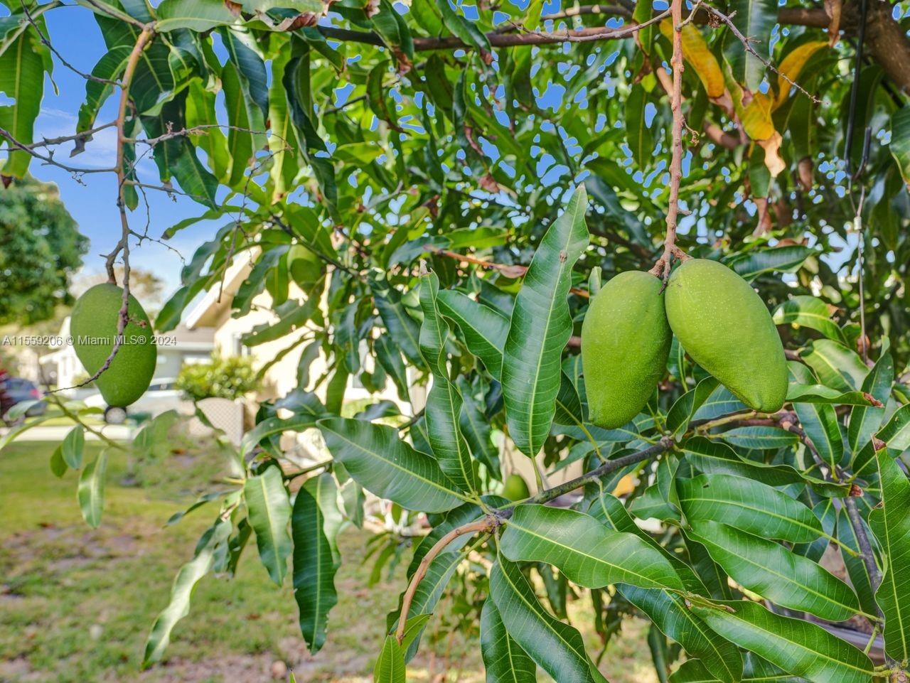 Mango trees on property