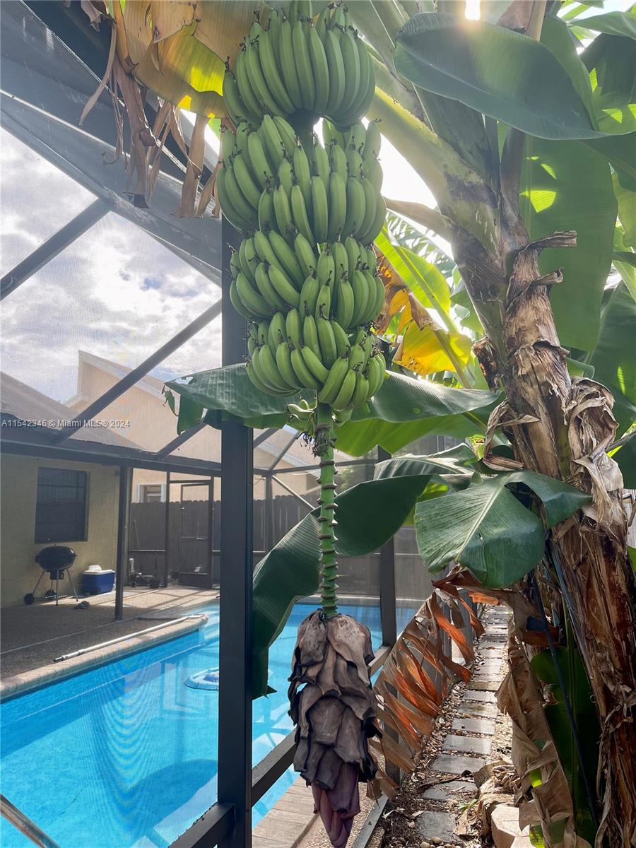 Banana tree