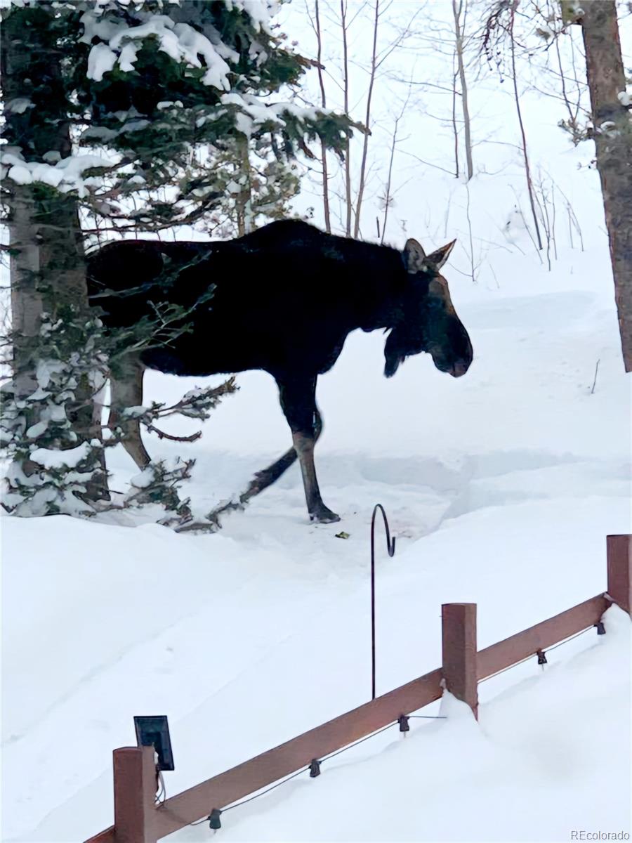 1666 High Creek Road, Fairplay, CO 80440, 3 Bedrooms Bedrooms, ,3 BathroomsBathrooms,Residential,For Sale,High Creek,REC5756185