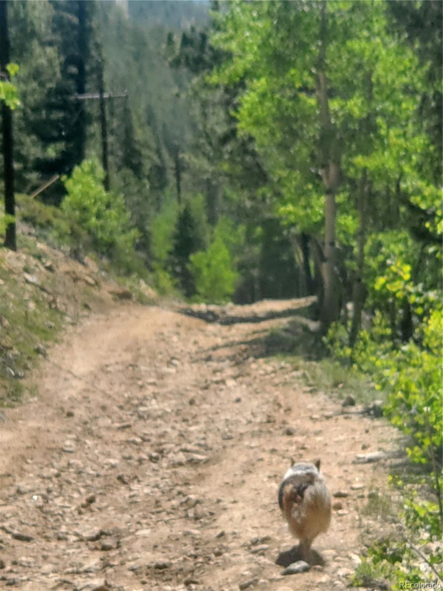 South Spring Gulch, Idaho Springs, CO 80452, ,Land,For Sale,South Spring Gulch,REC5513466