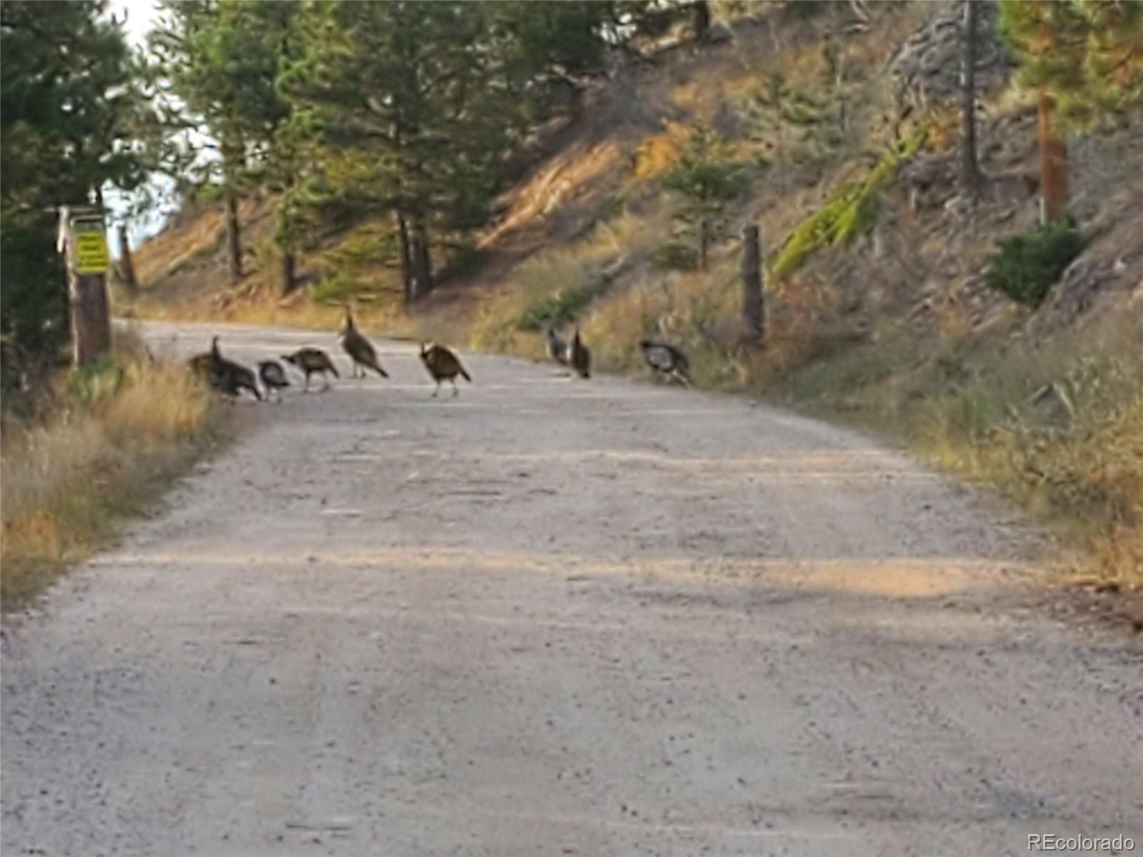 7220 Frog Hollow Lane, Evergreen, CO 80439, 3 Bedrooms Bedrooms, ,3 BathroomsBathrooms,Residential,For Sale,Frog Hollow,REC7514627