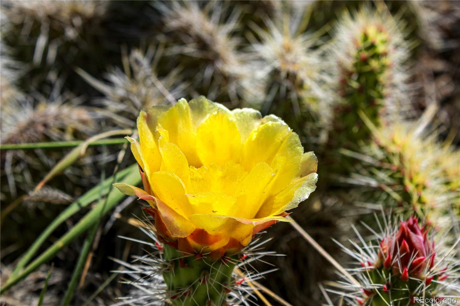 Restricted Address, Coaldale, CO 81222, ,Land,For Sale,US-50,REC4993611