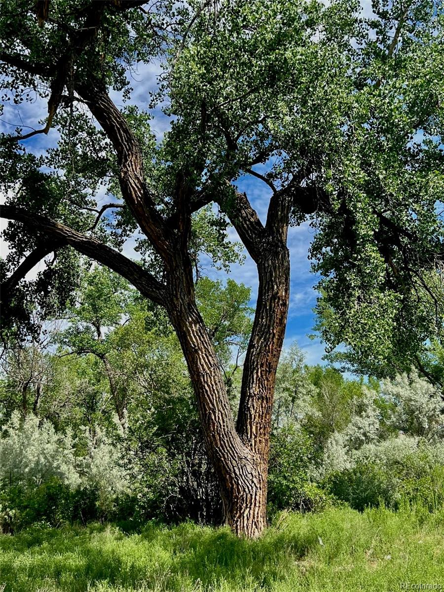 1797 County Road 346, Rifle, CO 81650, ,Land,For Sale,County Road 346,REC7320826