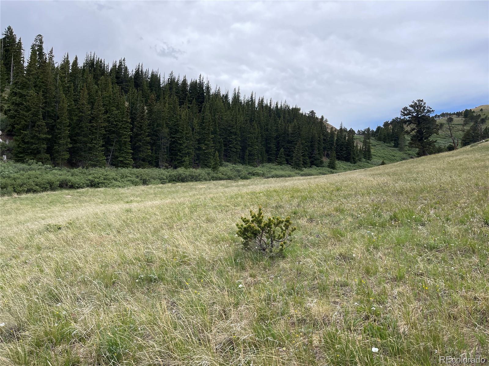 FOREST ROAD 450, Alma, CO 80420, ,Land,For Sale,FOREST ROAD 450,REC2268943