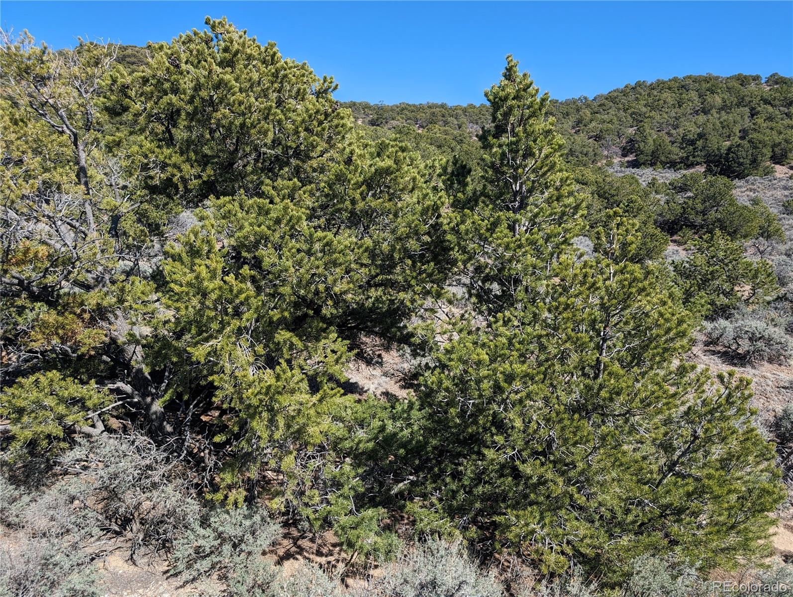 Lot 2131 Trujillo Road, Fort Garland, CO 81133, ,Land,For Sale,Trujillo,REC5336858