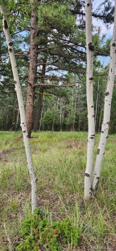 270 Southpark Road, Florissant, CO 80816, ,Land,For Sale,Southpark,REC6722649