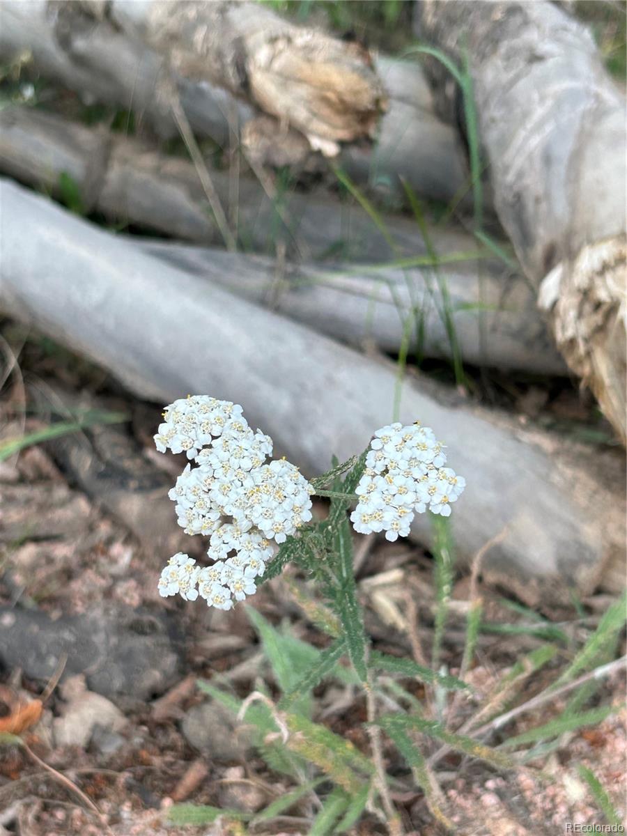 270 Southpark Road, Florissant, CO 80816, ,Land,For Sale,Southpark,REC6722649