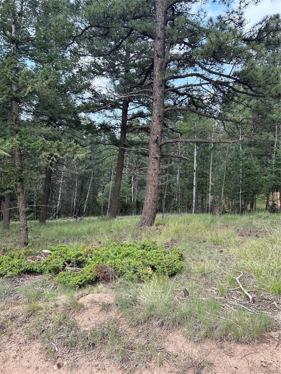 270 Southpark Road, Florissant, CO 80816, ,Land,For Sale,Southpark,REC6722649
