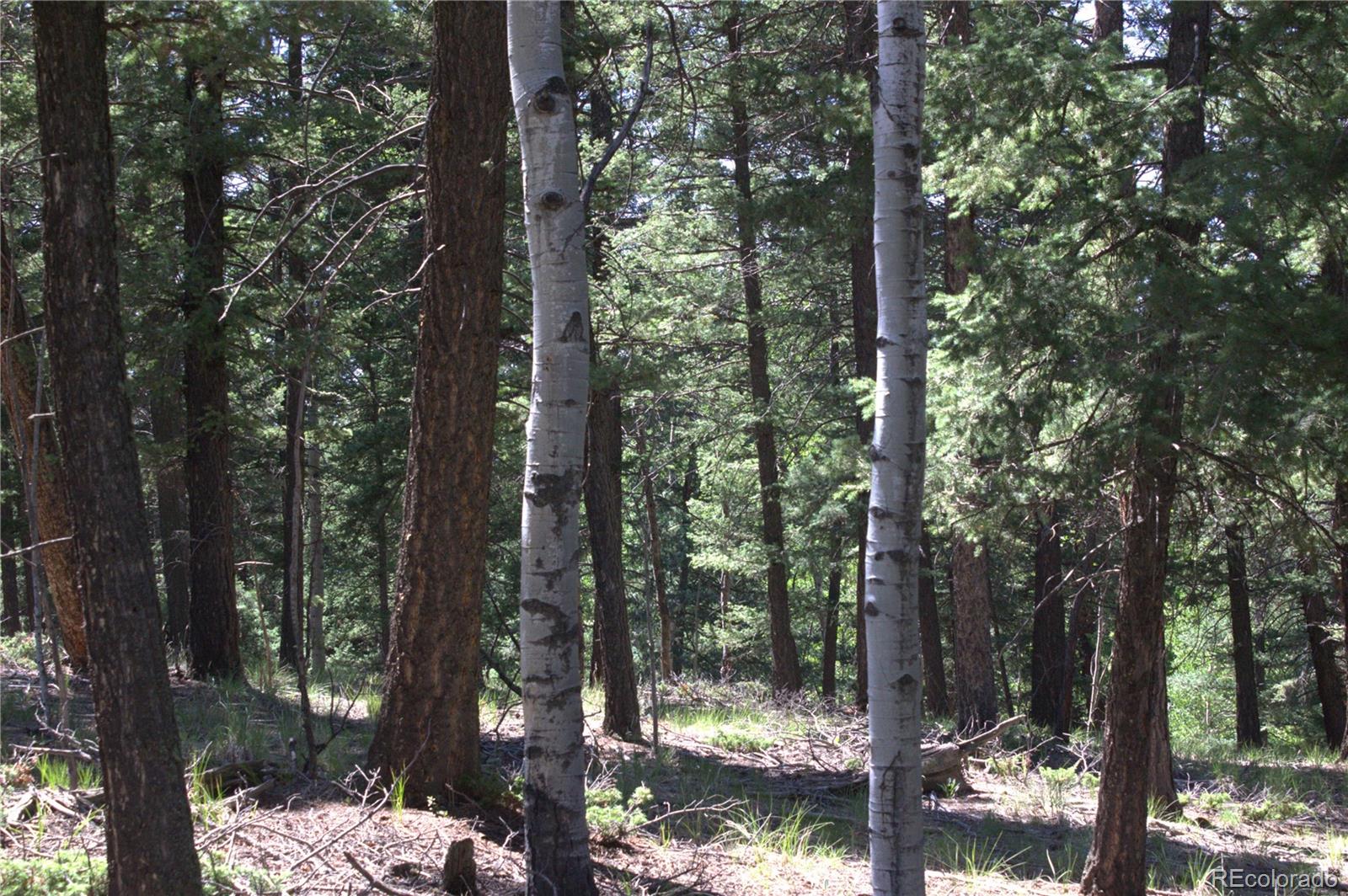 358 Pawutsy Road, Florissant, CO 80816, ,Land,For Sale,Pawutsy,REC9499360