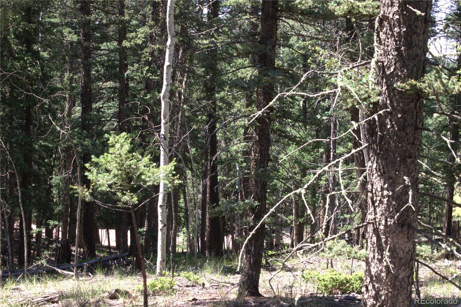 358 Pawutsy Road, Florissant, CO 80816, ,Land,For Sale,Pawutsy,REC9499360