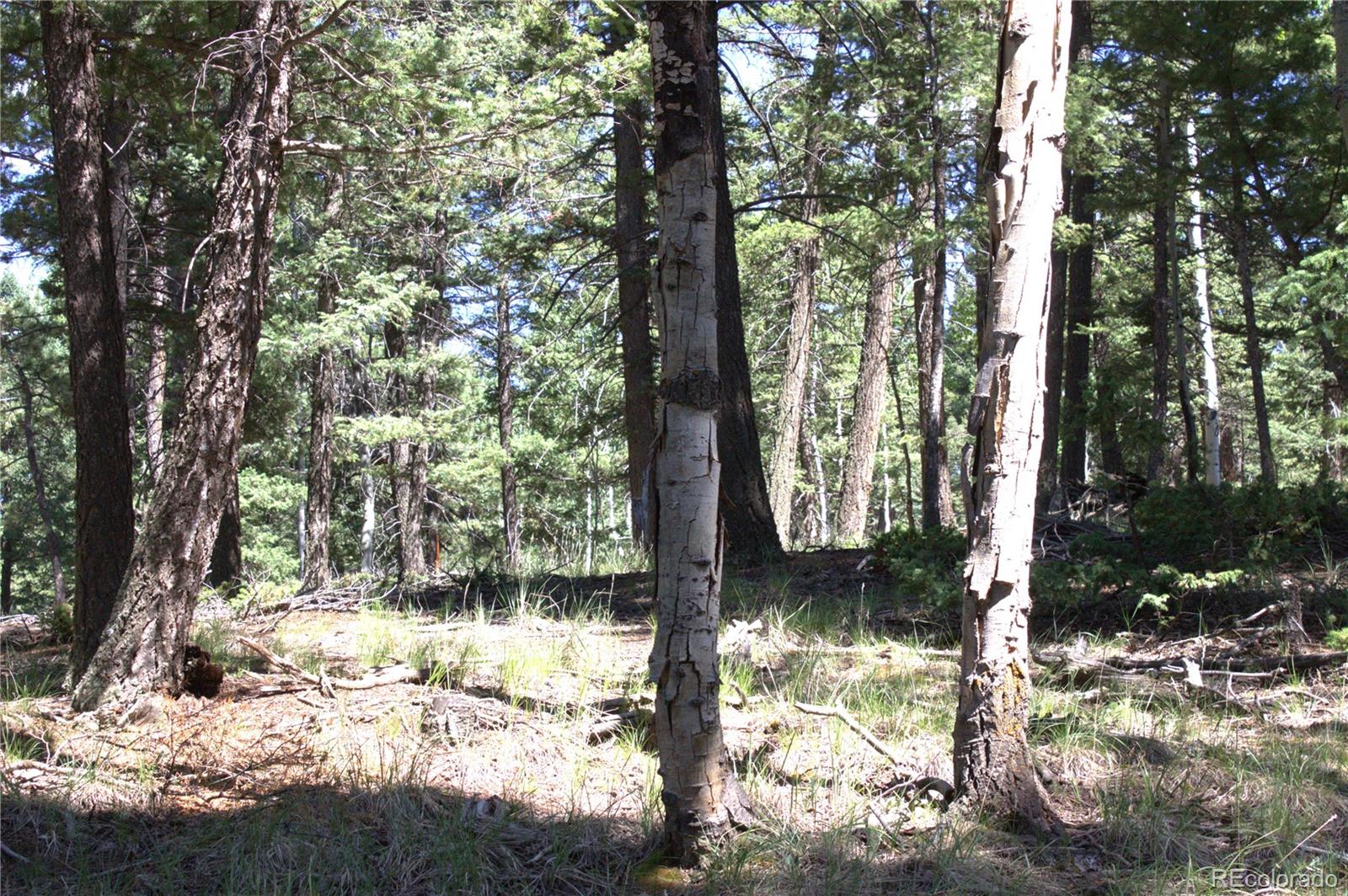 358 Pawutsy Road, Florissant, CO 80816, ,Land,For Sale,Pawutsy,REC9499360