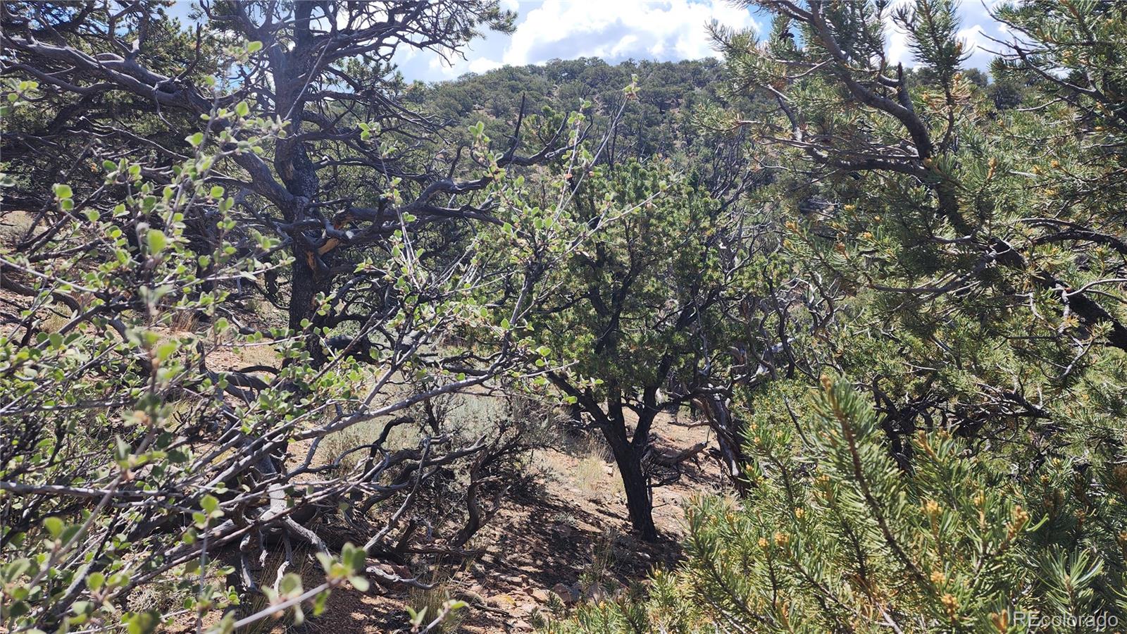 5039 Mamouche Road, Fort Garland, CO 81133, ,Land,For Sale,Mamouche,REC9818790