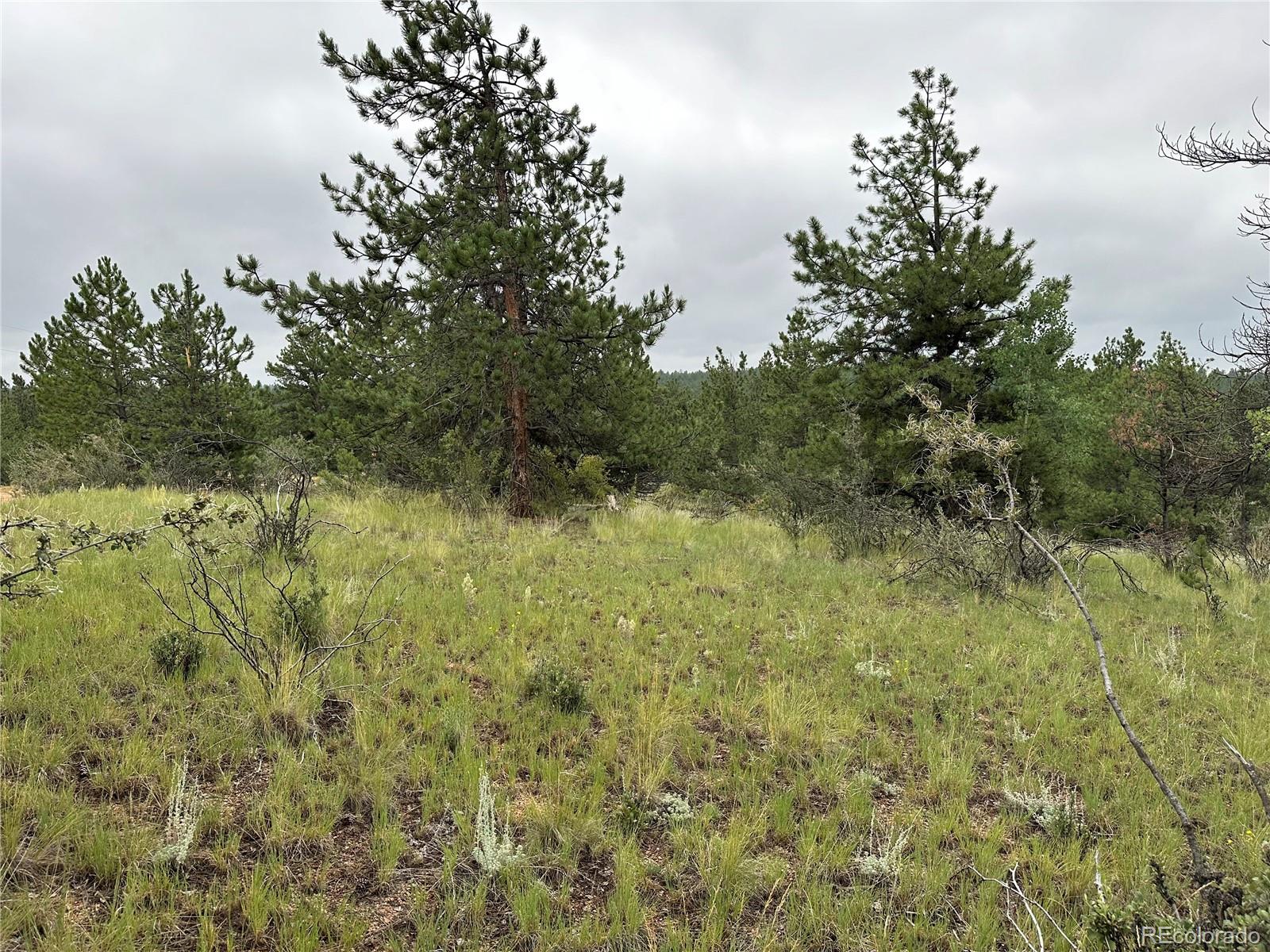 30 Shavano Way, Florissant, CO 80816, ,Land,For Sale,Shavano,REC7223345