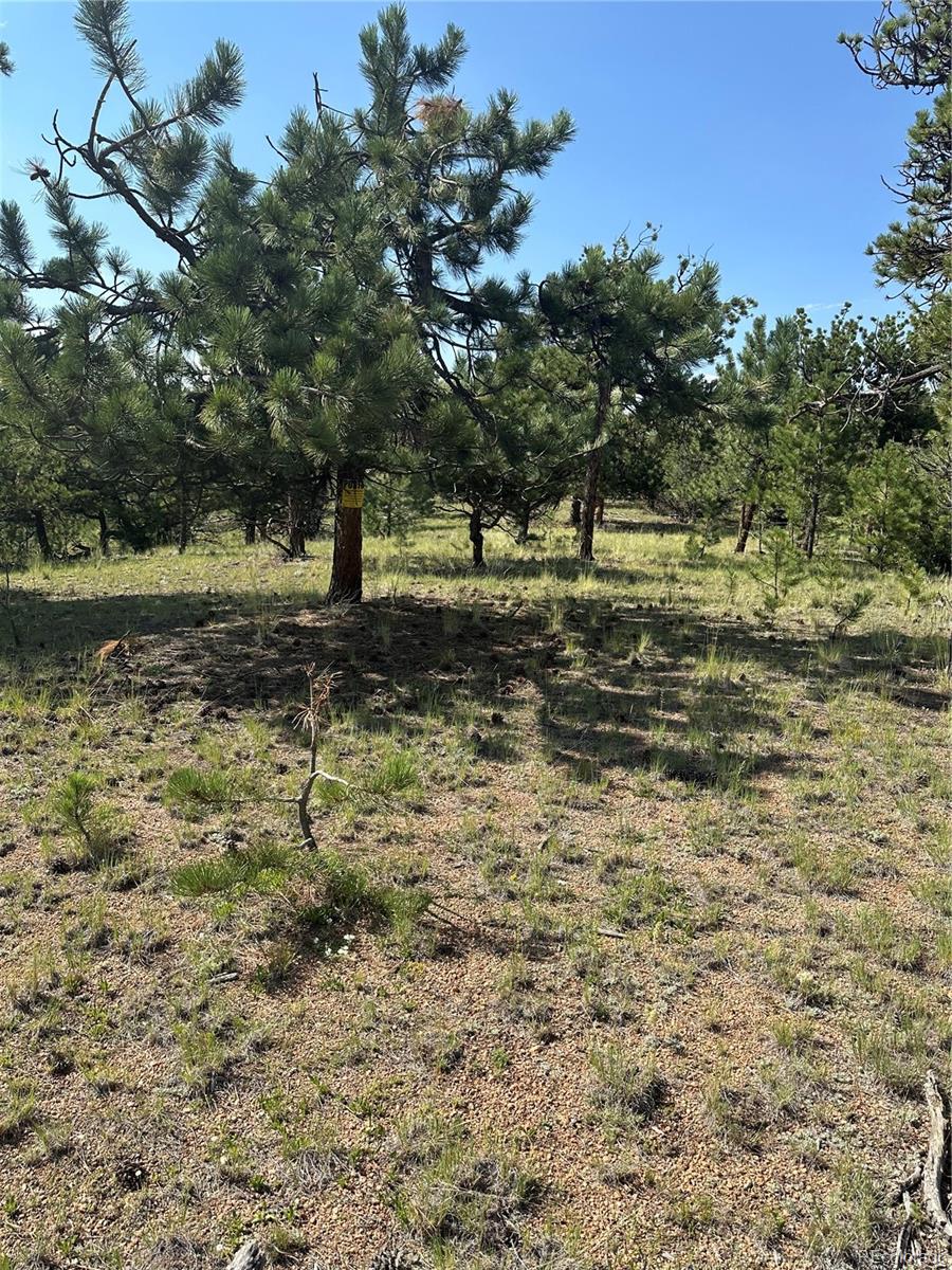 315 Thunder Ridge Road, Florissant, CO 80816, ,Land,For Sale,Thunder Ridge,REC2332212