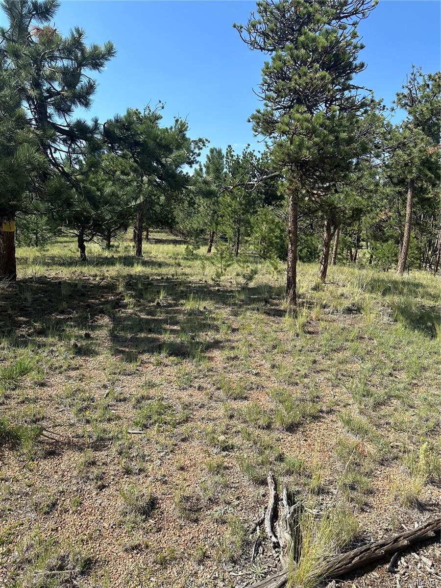 315 Thunder Ridge Road, Florissant, CO 80816, ,Land,For Sale,Thunder Ridge,REC2332212
