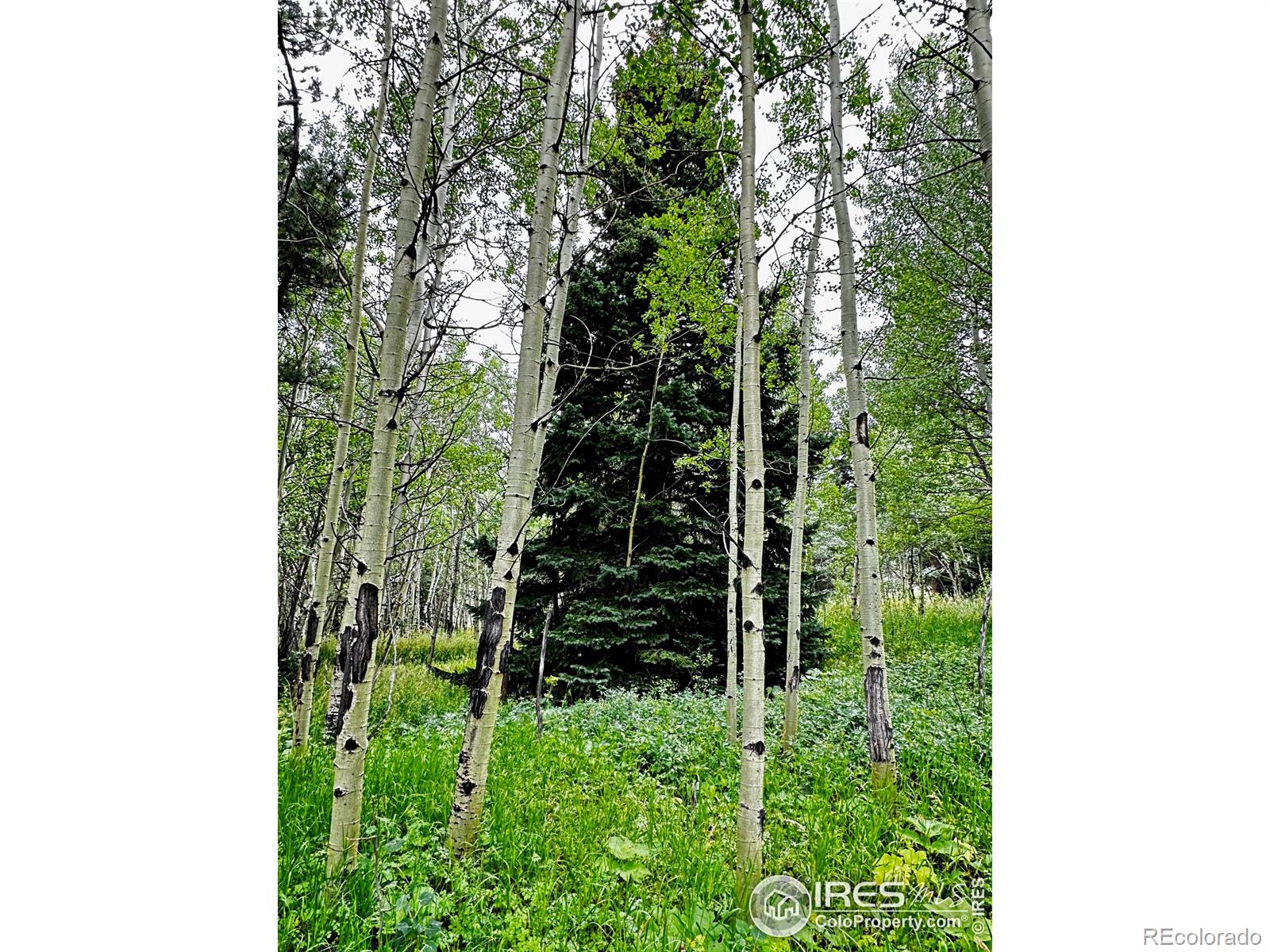 928 Ski Road, Allenspark, CO 80510, ,Land,For Sale,Ski,RECIR1016202