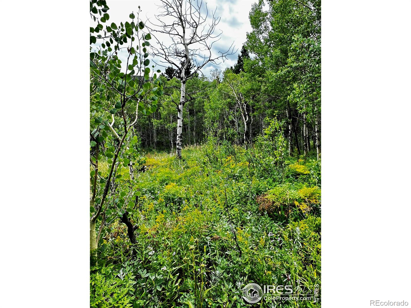 928 Ski Road, Allenspark, CO 80510, ,Land,For Sale,Ski,RECIR1016202