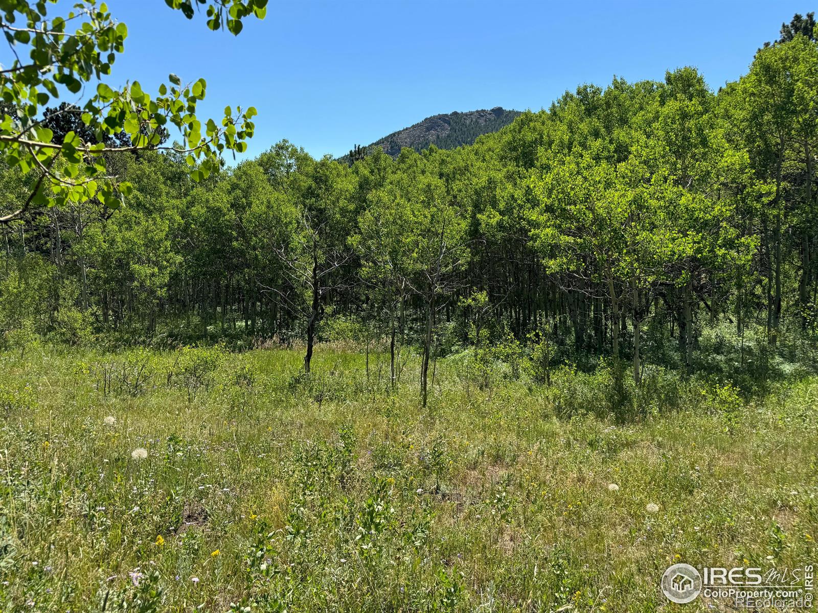 928 Ski Road, Allenspark, CO 80510, ,Land,For Sale,Ski,RECIR1016202