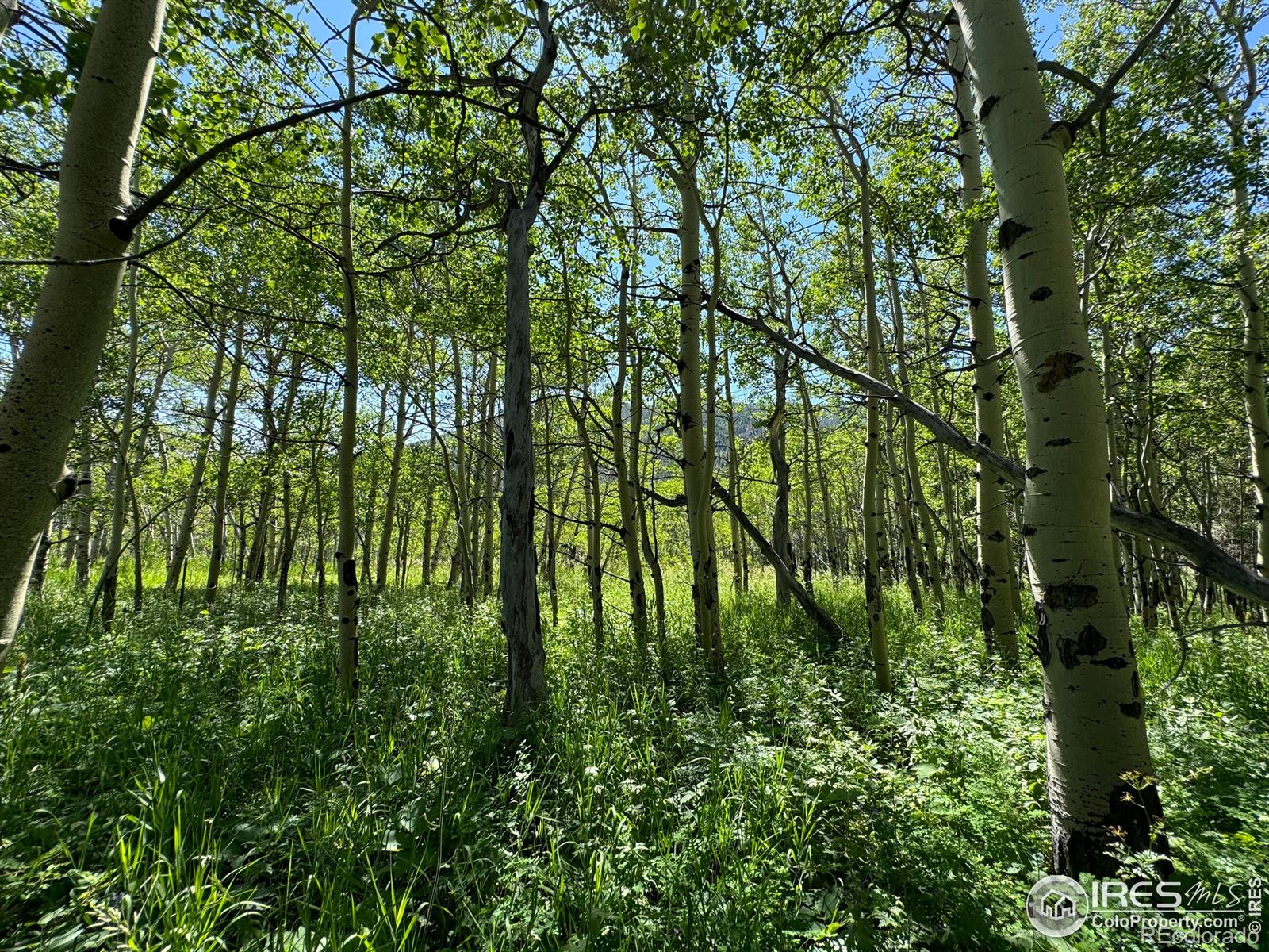 928 Ski Road, Allenspark, CO 80510, ,Land,For Sale,Ski,RECIR1016202