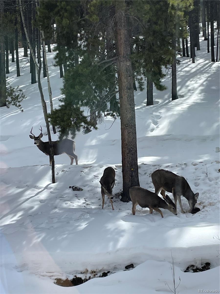 8 Yuma Trail, Evergreen, CO 80439, 4 Bedrooms Bedrooms, ,3 BathroomsBathrooms,Residential,For Sale,Yuma,REC9426555