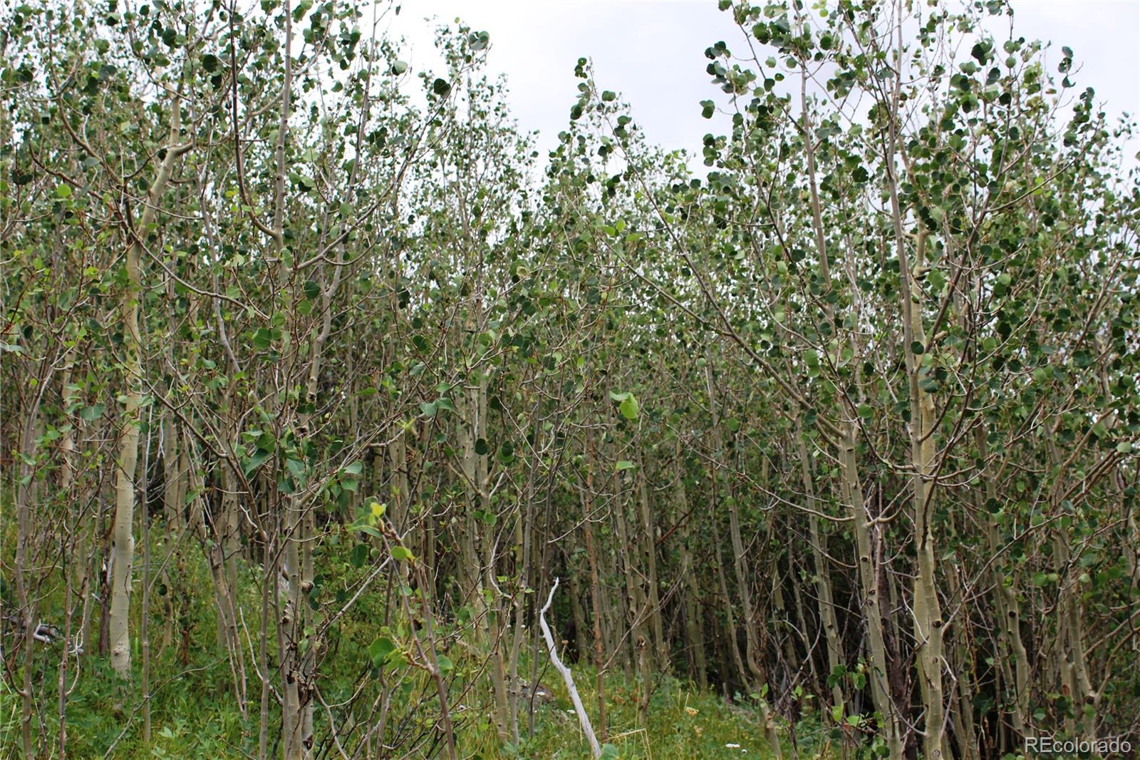 B Horse Peck Spur Road, Idaho Springs, CO 80425, ,Land,For Sale,Peck Spur,REC1751060