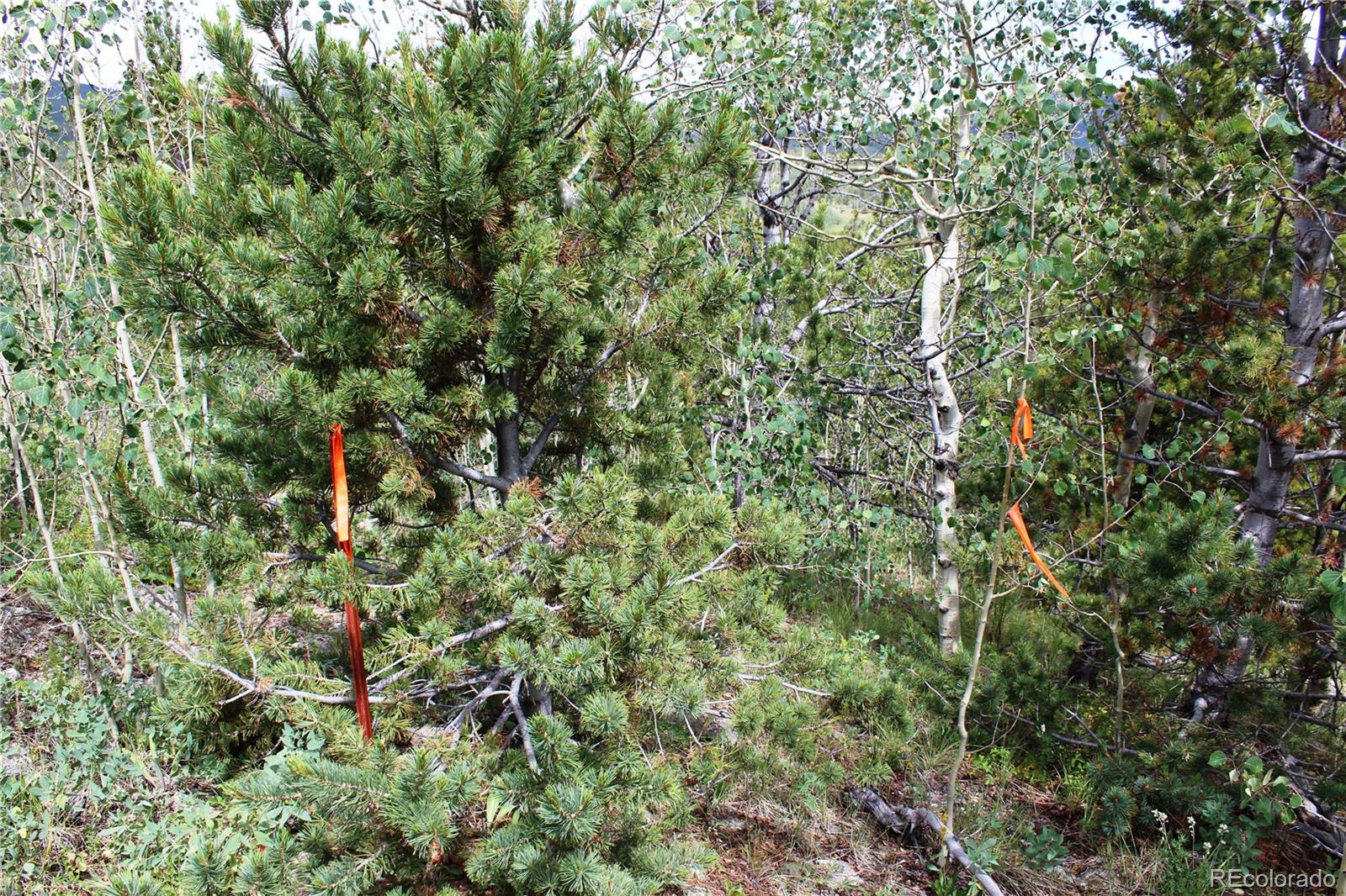 B Horse Peck Spur Road, Idaho Springs, CO 80425, ,Land,For Sale,Peck Spur,REC1751060