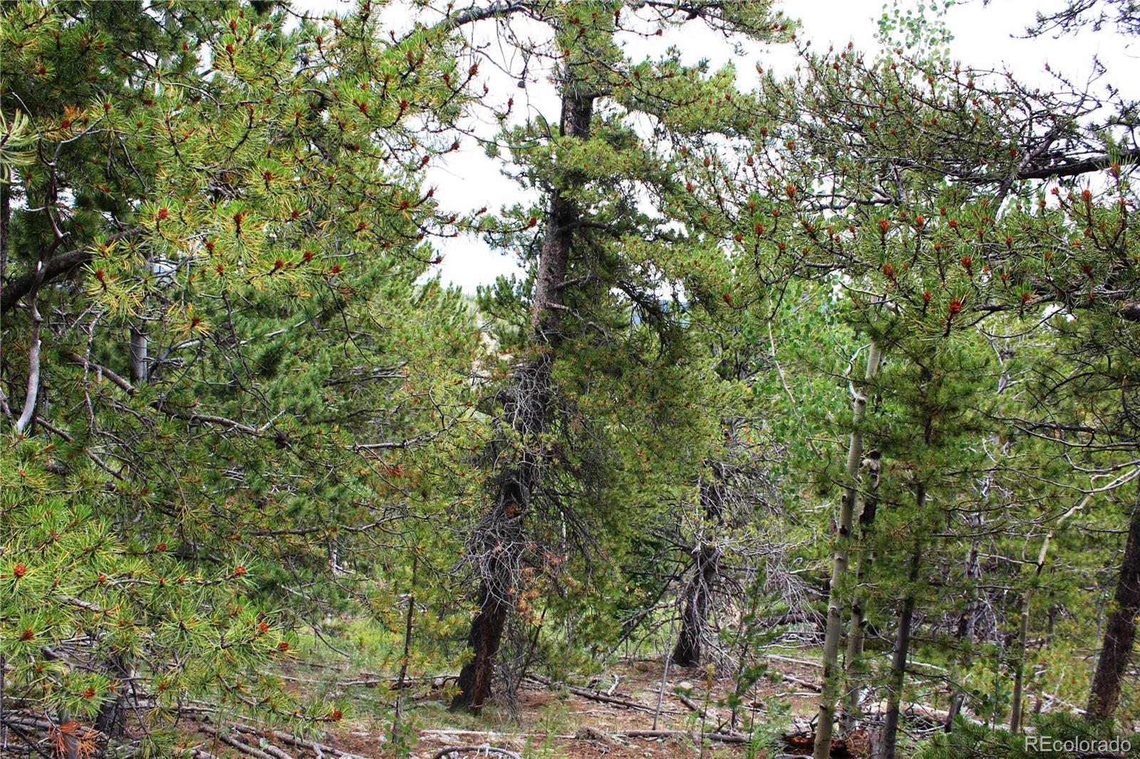 B Horse Peck Spur Road, Idaho Springs, CO 80425, ,Land,For Sale,Peck Spur,REC1751060