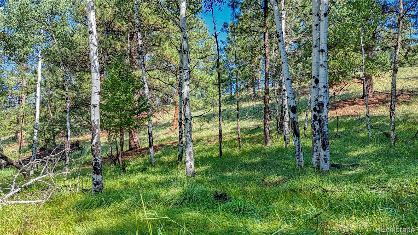 91 Antelope Circle, Florissant, CO 80816, ,Land,For Sale,Antelope,REC4482135
