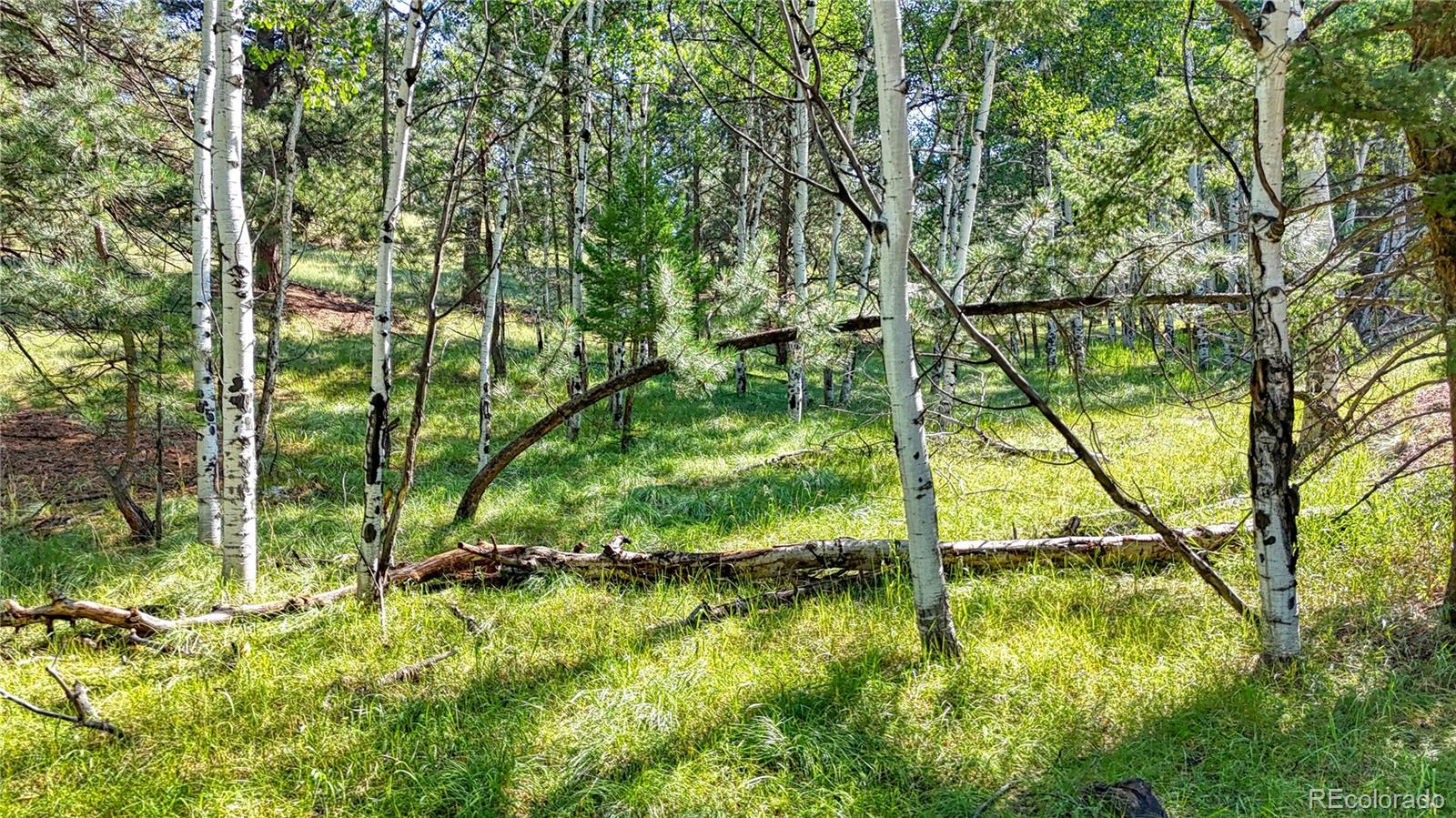 91 Antelope Circle, Florissant, CO 80816, ,Land,For Sale,Antelope,REC4482135
