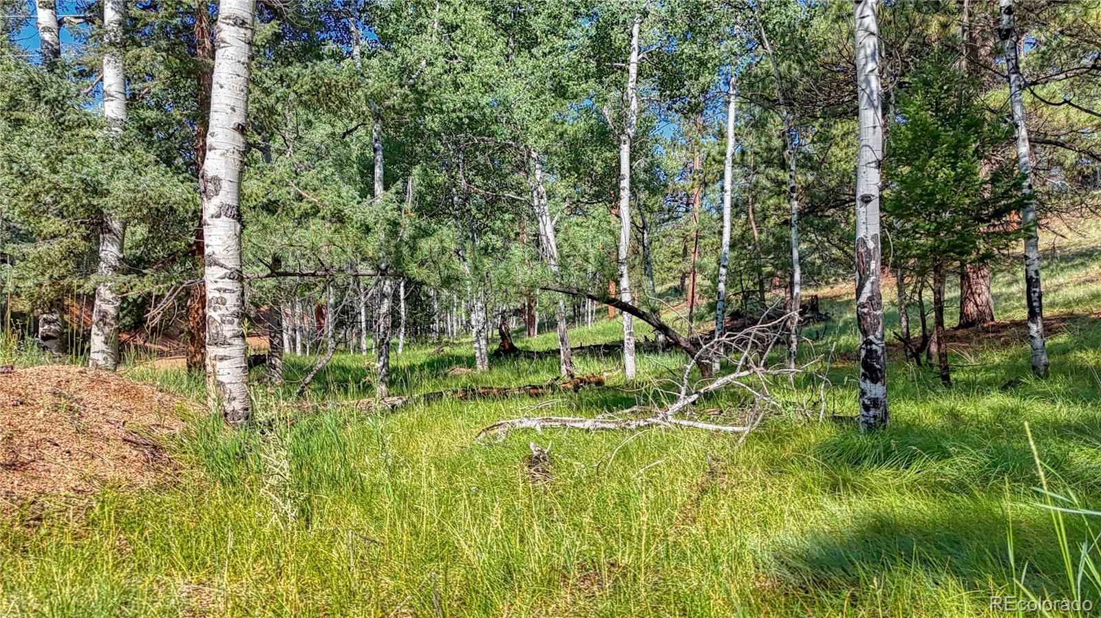 91 Antelope Circle, Florissant, CO 80816, ,Land,For Sale,Antelope,REC4482135