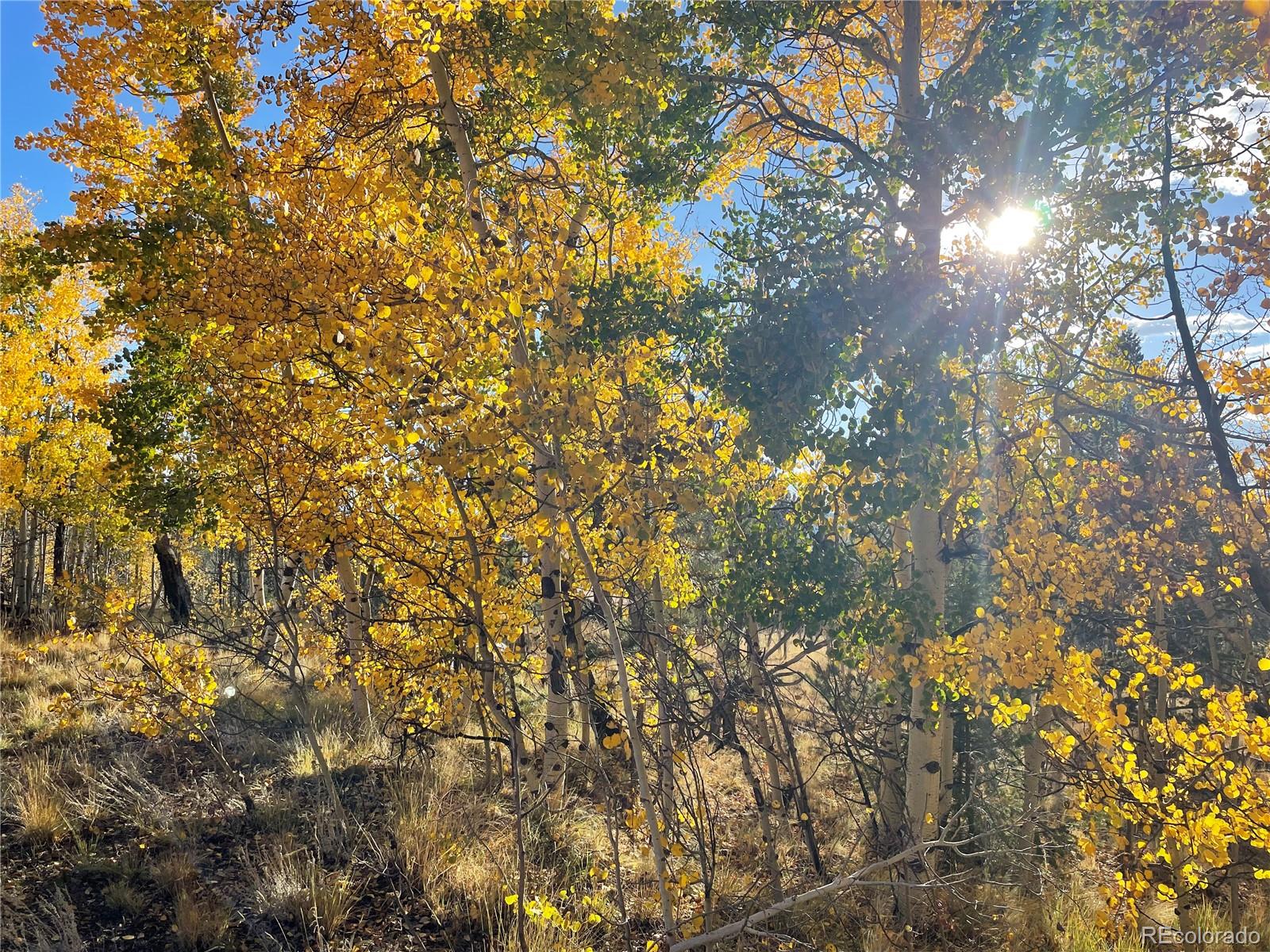 1314 Caracara Lane, Como, CO 80432, ,Land,For Sale,Caracara,REC7268221